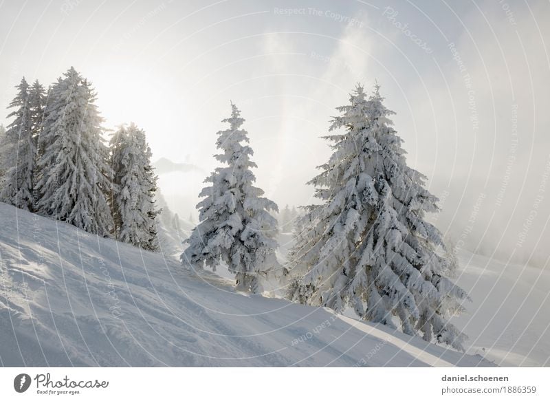 der Winter der vor der Haustür steht Ferien & Urlaub & Reisen Tourismus Schnee Winterurlaub Berge u. Gebirge Umwelt Natur Sonne Baum Alpen hell Einsamkeit kalt