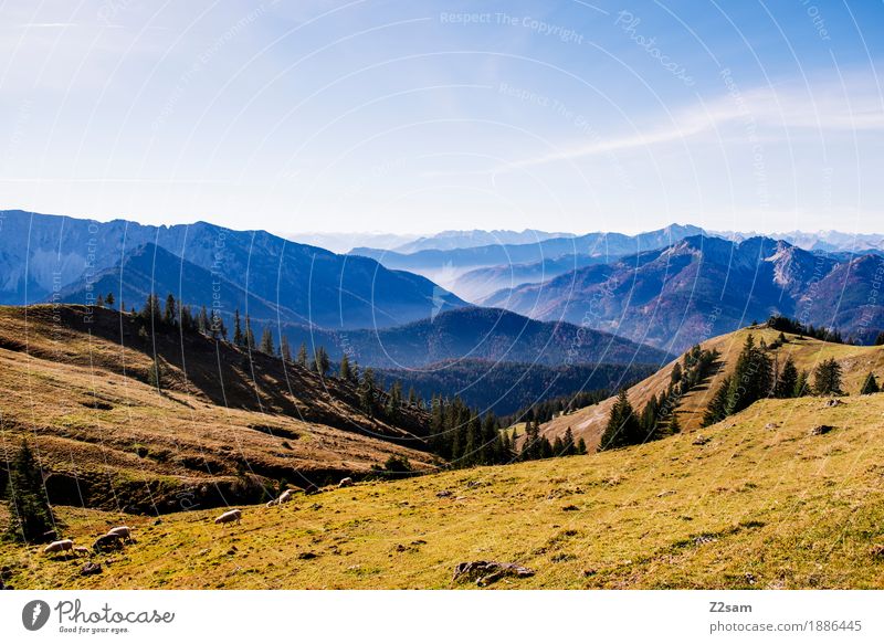 Richtung AUT Abenteuer Berge u. Gebirge wandern Umwelt Natur Landschaft Herbst Schönes Wetter Wiese Alpen Gipfel natürlich grün Freizeit & Hobby Horizont Idylle