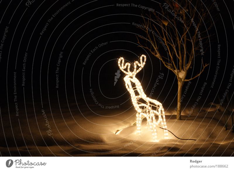 Rentier im Schnee Winter Feste & Feiern 1 Tier Lichterkette leuchten Stimmung Farbfoto Außenaufnahme Menschenleer Textfreiraum links Abend Langzeitbelichtung