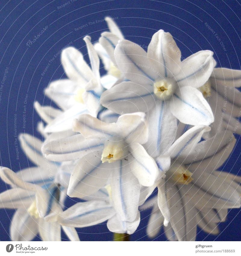 snowflakes Natur Pflanze Frühling Blume Blüte Blumenstrauß Blühend Wachstum ästhetisch elegant Fröhlichkeit frisch schön klein natürlich Sauberkeit blau weiß