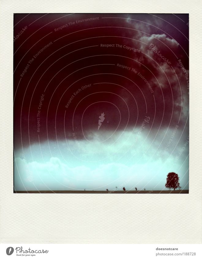 im rahmen der möglichkeiten. Natur Landschaft Pflanze Klima schlechtes Wetter Unwetter bedrohlich Polaroid Baum Einsamkeit Gewitter analog Regen Sturm Wolken