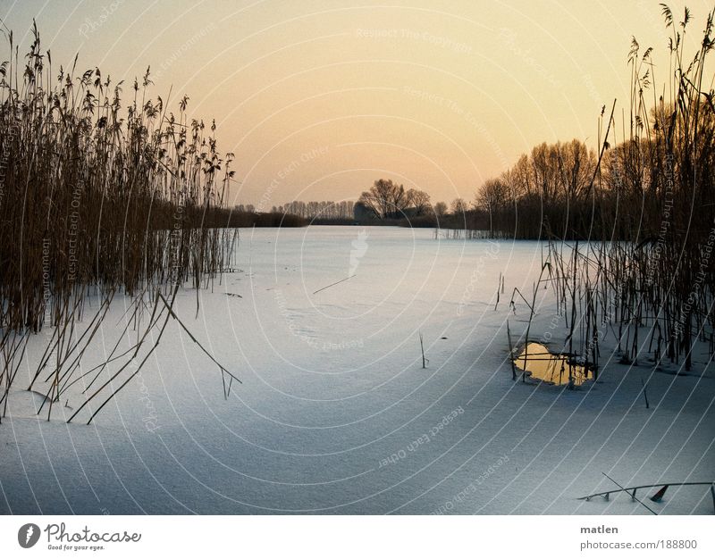 Dämmerung Winter Schnee Landschaft Wolkenloser Himmel Schönes Wetter Eis Frost Seeufer rosa weiß Gelassenheit ruhig Schilfrohr Eisloch Fischteich