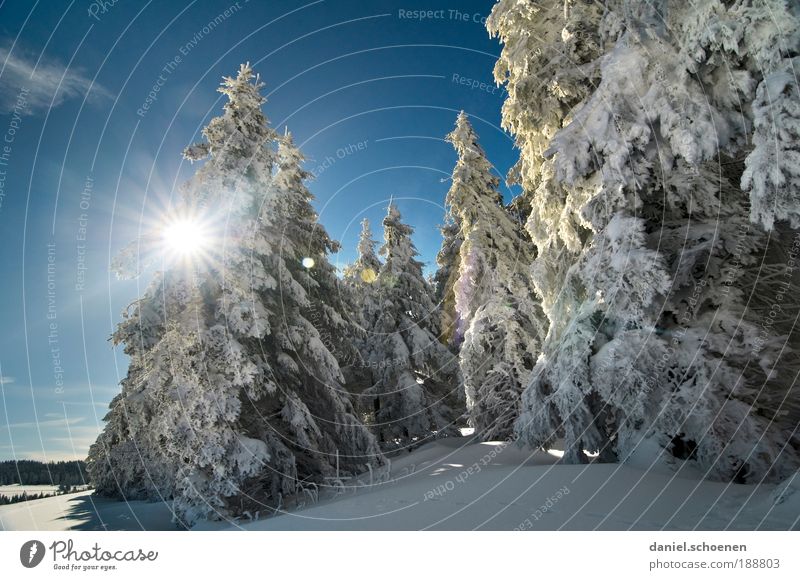 Winter für alle, in diesem Jahr !! Ferien & Urlaub & Reisen Tourismus Ausflug Schnee Winterurlaub Umwelt Natur Landschaft Sonnenlicht Wetter Schönes Wetter Eis