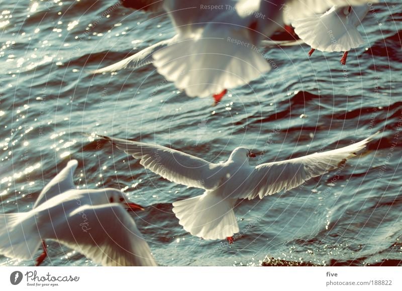 tiefflug Umwelt Natur Wasser Tier Vogel Möwe 4 Tiergruppe fliegen frei Unendlichkeit Freiheit See weiß Farbfoto Außenaufnahme Detailaufnahme Tag Schatten