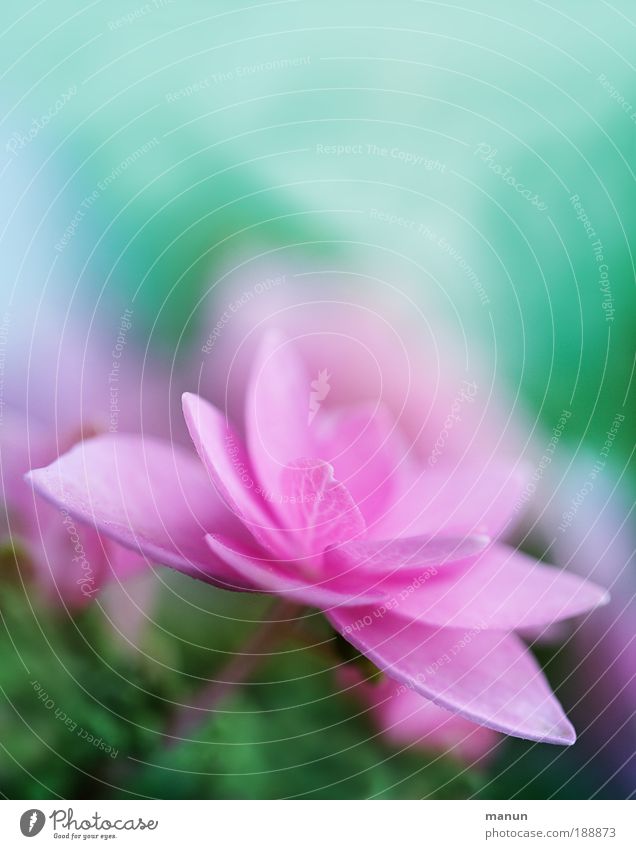 pink cup Design harmonisch Sinnesorgane Erholung Duft Garten Dekoration & Verzierung Muttertag Gartenarbeit Gärtnerei Natur Frühling Sommer Blume Blüte