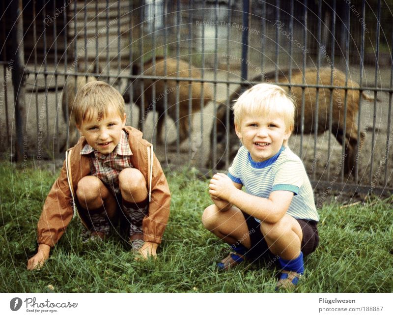 Zwei wilde Schweine Freizeit & Hobby Spielen Junge Geschwister Tier Wildtier außergewöhnlich blond Ferien & Urlaub & Reisen Wildschwein Zoo Gehege Kindheit