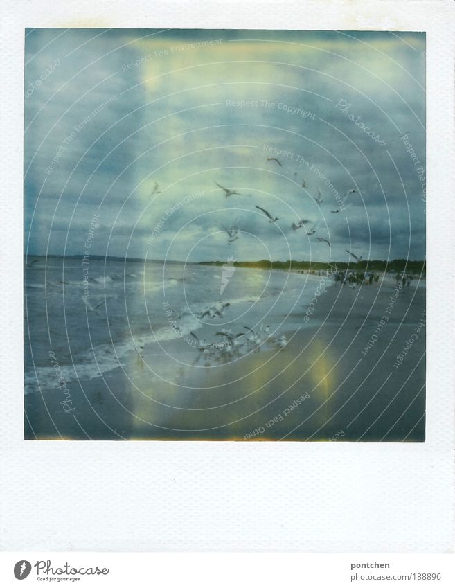 Landschaft und Natur Polaroid zeigt Meer und fliegende Möwen Ferien & Urlaub & Reisen Tourismus Ausflug Freiheit Sommer Strand Wellen Mensch Menschengruppe