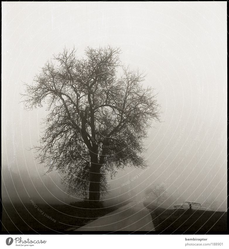Die Straße Natur Landschaft Herbst Wetter Nebel Baum Wege & Pfade Oldtimer fahren analog Wiese Schwarzweißfoto Außenaufnahme Menschenleer Tag Zentralperspektive
