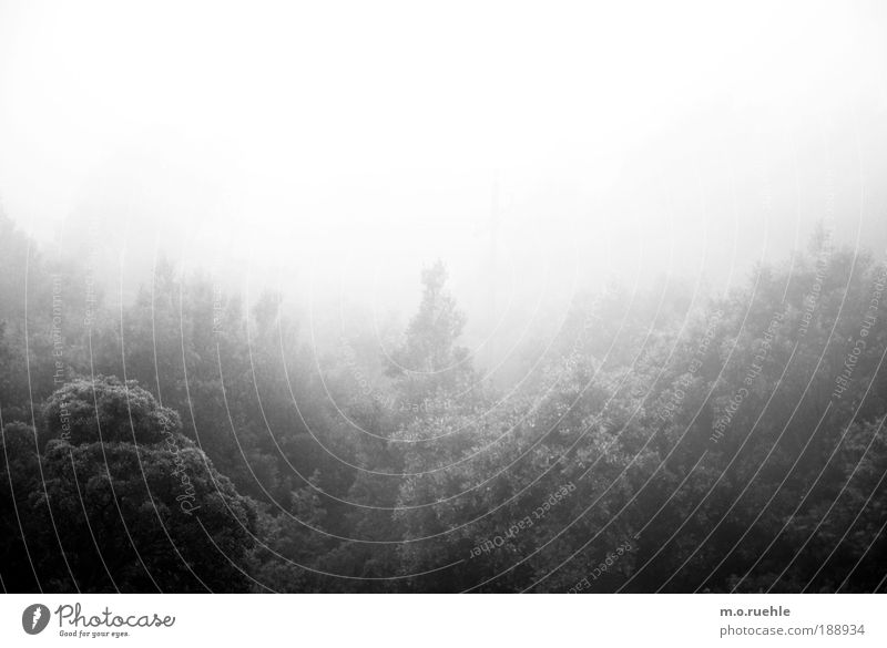 Fühlland Umwelt Natur Landschaft Luft Nebel Baum Wald Mischwald ästhetisch kalt natürlich Sauberkeit wild weich silber Stimmung schön Reinheit Sehnsucht