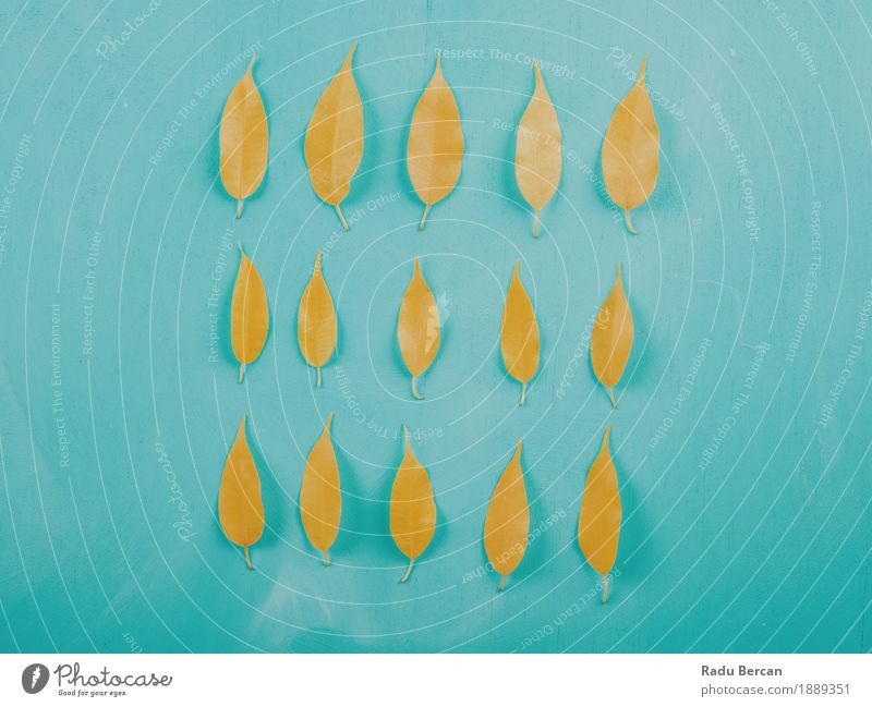 Gelber Herbstlaub auf Türkis-hölzerner Tabelle Dekoration & Verzierung Tisch Umwelt Natur Pflanze Blatt Holz natürlich blau mehrfarbig gelb türkis Gefühle Farbe