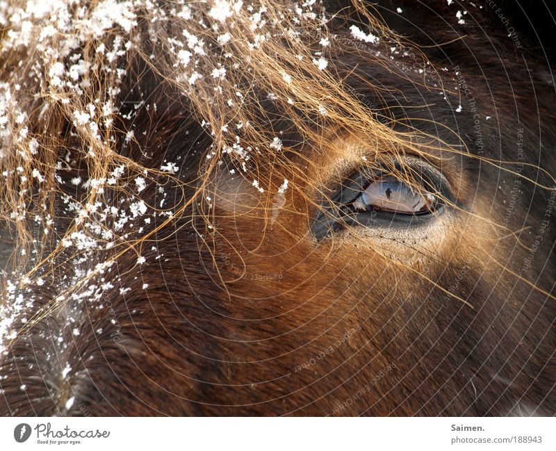 2 ponys Winter Schnee Schneefall Tier Nutztier Pferd 1 kalt nass braun elegant Natur Auge Ponys Selbstportrait Fell Fellfarbe Wimpern ich im Auge Farbfoto