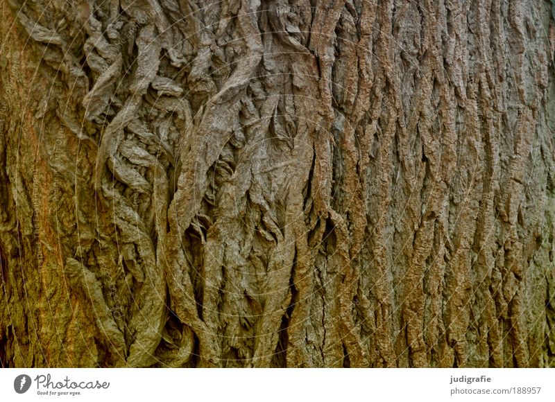 Haut Natur Pflanze Baum alt einzigartig natürlich braun Kraft Schutz Baumrinde trocken Holz Farbfoto Außenaufnahme Strukturen & Formen Hintergrund neutral Tag