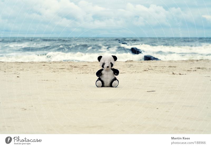 return to innocence Spielen Ferien & Urlaub & Reisen Ausflug Expedition Strand Meer Natur Panda Kindheit unschuldig Teddybär Spielzeug Einsamkeit
