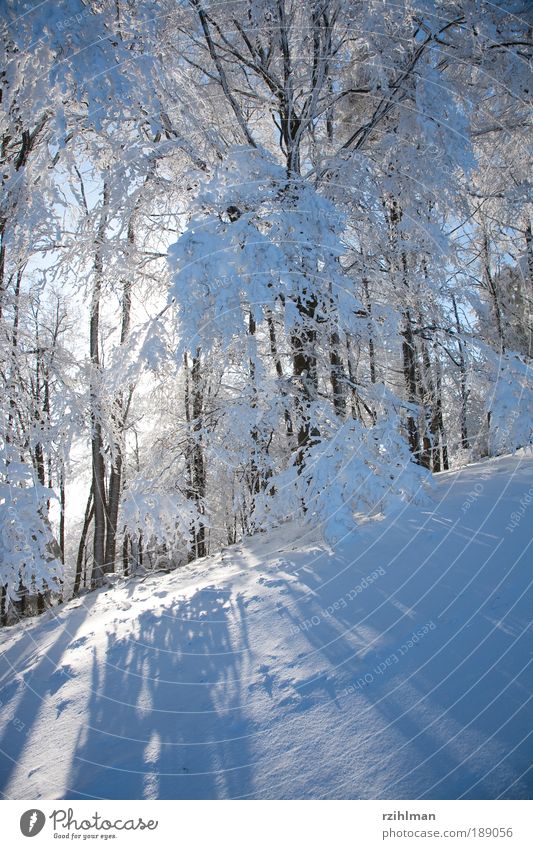Winterwald ruhig Sonne Schnee Feste & Feiern Natur Landschaft Baum Wald träumen kalt weiß Frost Jahreszeiten Raureif Schneebaum Schneebäume Tiefschnee