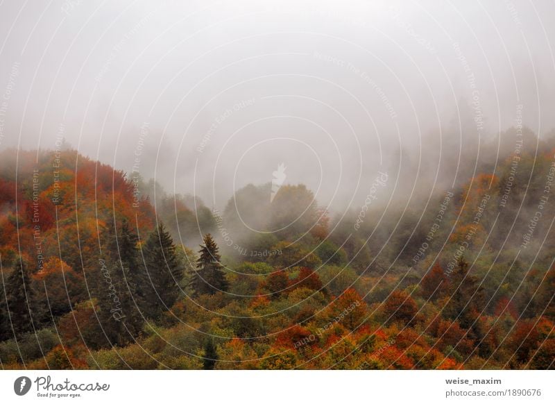 Herbstregen im Bergwald. Buntes Holz in den Wolken Ferien & Urlaub & Reisen Tourismus Berge u. Gebirge Natur Landschaft Himmel Wetter Unwetter Nebel Regen Baum