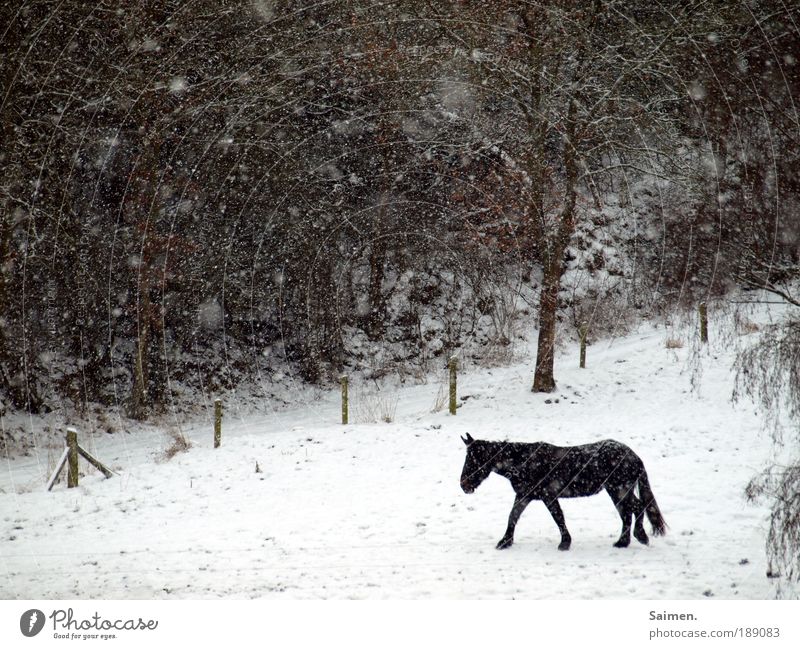 allein in der kälte Natur Winter schlechtes Wetter Eis Frost Schnee Schneefall Feld Wald Pferd 1 Tier gehen kalt nass Tierliebe Unlust Einsamkeit Bewegung