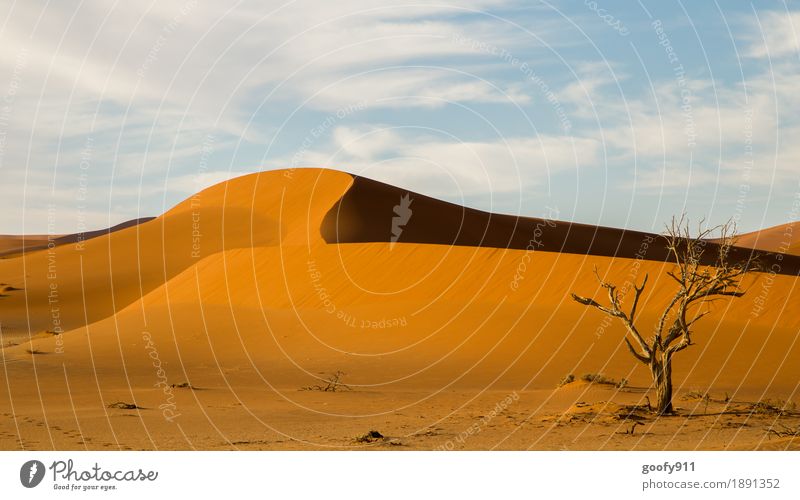 Sossusvlei (Namibia) Umwelt Natur Landschaft Pflanze Tier Erde Sand Luft Himmel Wolken Horizont Sonnenlicht Sommer Herbst Schönes Wetter Wärme Dürre Baum Hügel