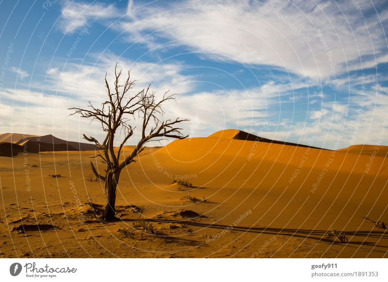 Sossusvlei (Namibia) Umwelt Natur Landschaft Pflanze Tier Erde Sand Luft Himmel Wolken Sonne Sommer Herbst Schönes Wetter Wärme Dürre Baum Hügel Wüste Düne