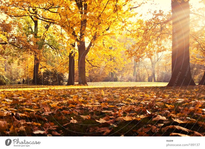 Erinnerung Umwelt Natur Landschaft Herbst Baum Blatt Park Wiese ästhetisch fantastisch schön gelb gold Gefühle Zeit Herbstlaub herbstlich Jahreszeiten Laubwald