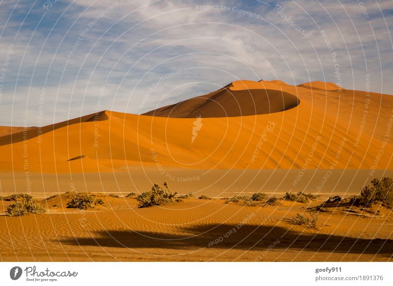 Sossusvlei (Namibia) Umwelt Natur Landschaft Pflanze Urelemente Erde Sand Himmel Wolken Sommer Schönes Wetter Wärme Dürre Sträucher Hügel Wüste Düne Afrika