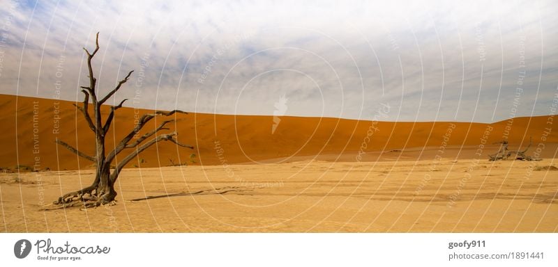 Deadvlei (Namibia) Umwelt Natur Landschaft Pflanze Urelemente Erde Sand Luft Himmel Wolken Horizont Sonnenlicht Sommer Wärme Dürre Baum Hügel Wüste Düne Afrika