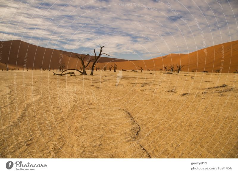 Deadvlei (Namibia) Umwelt Natur Landschaft Pflanze Tier Urelemente Erde Sand Luft Himmel Wolken Horizont Sonnenlicht Sommer Wärme Dürre Baum Hügel Wüste Düne