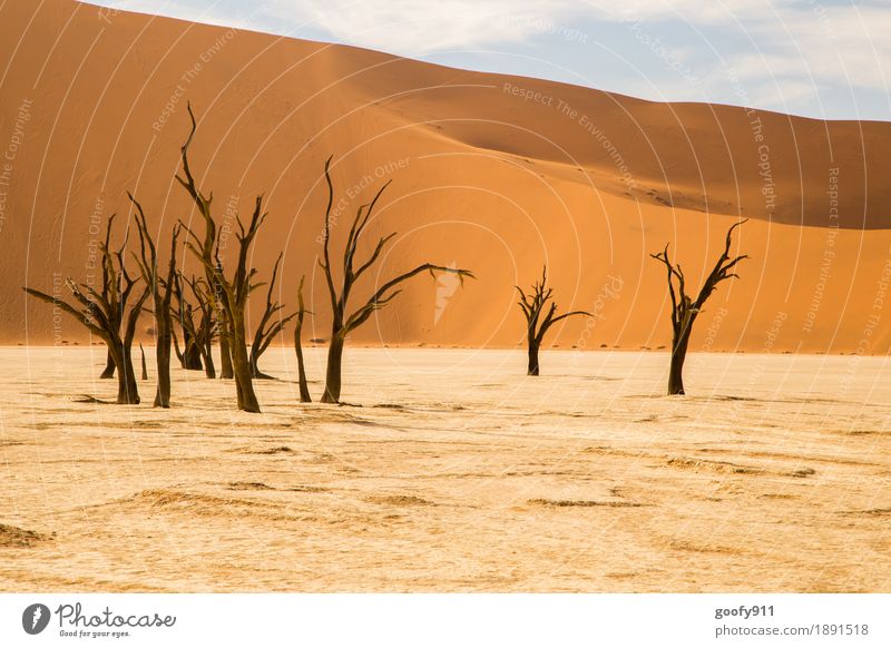 Deadvlei (Namibia) Umwelt Natur Landschaft Pflanze Urelemente Erde Sand Luft Himmel Wolken Sonnenlicht Sommer Schönes Wetter Wärme Dürre Baum Hügel Wüste Düne