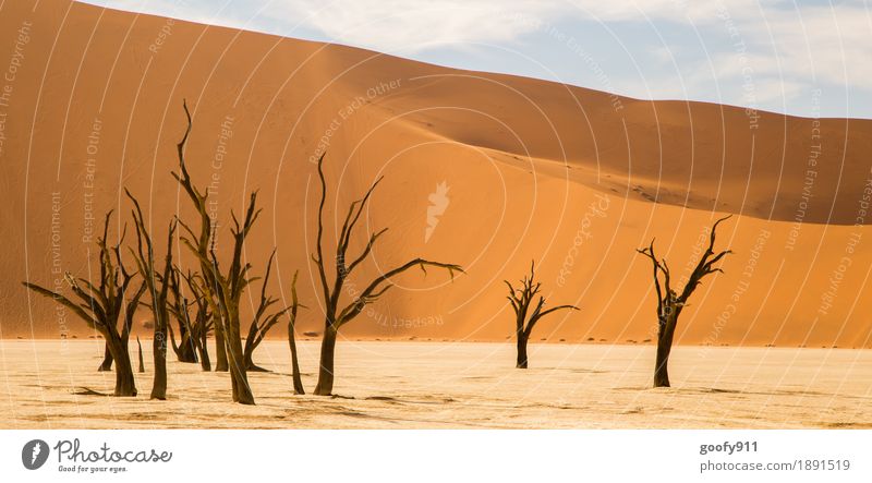 Deadvlei (Namibia) Umwelt Natur Landschaft Pflanze Tier Urelemente Erde Sand Luft Himmel Wolken Sonne Sonnenlicht Sommer Herbst Schönes Wetter Wärme Dürre Baum