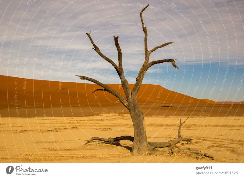 Deadvlei (Namibia) Umwelt Natur Landschaft Pflanze Tier Urelemente Erde Sand Luft Himmel Wolken Sonne Sonnenlicht Sommer Herbst Schönes Wetter Wärme Dürre Baum