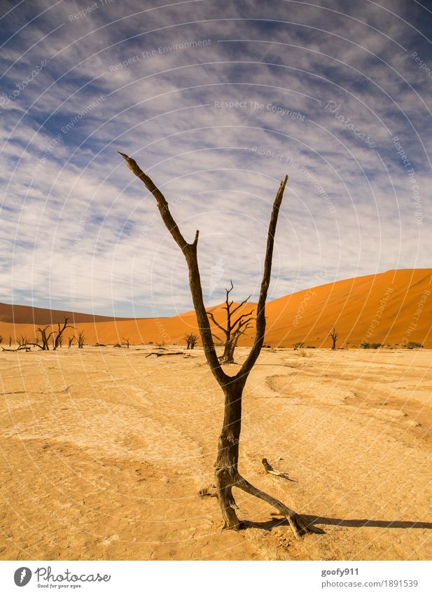 Deadvlei (Namibia) Umwelt Natur Landschaft Pflanze Urelemente Erde Sand Luft Himmel Wolken Sonnenlicht Sommer Schönes Wetter Wärme Dürre Baum Hügel Wüste Düne