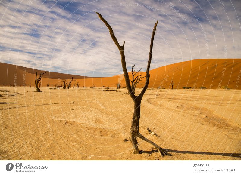 Deadvlei (Namibia) Umwelt Natur Landschaft Pflanze Urelemente Erde Sand Luft Himmel Wolken Horizont Sonnenlicht Sommer Schönes Wetter Wärme Dürre Baum Hügel