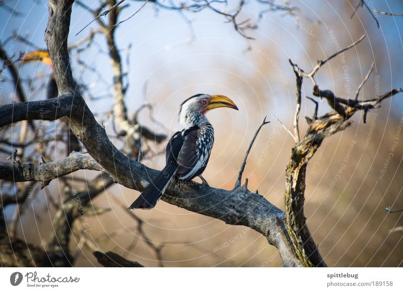 Yellowbilled Hornbill Abenteuer Ferne Freiheit Sightseeing Safari Sommer Natur Landschaft Tier Schönes Wetter Pflanze Baum Wildtier Vogel Flügel 1 2 Fressen