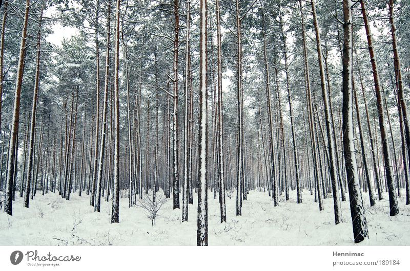 Schockstarre. Natur Landschaft Horizont Winter Wetter Schnee Baum Wald Holz Erholung frieren Jagd träumen dünn kalt blau grün weiß Stimmung ruhig Einsamkeit