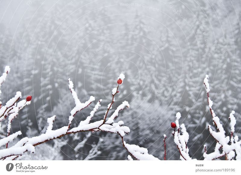 3 Eisbären Umwelt Natur Landschaft Pflanze Winter Klima Nebel Frost Schnee Wald Coolness hell kalt grau weiß Hagebutten Ast Zweig Beeren Schneelandschaft