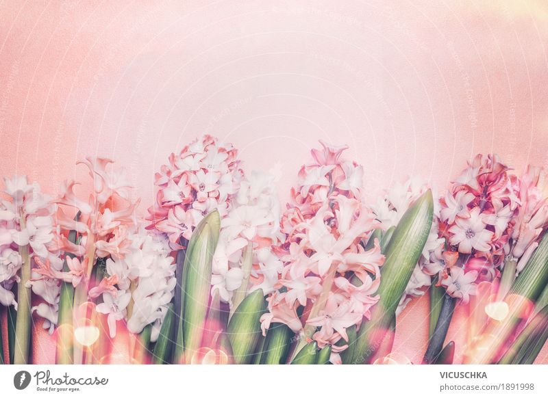 Schöne Hyazinthen Blumen auf Pastell Hintergrund Stil Design Sommer Dekoration & Verzierung Feste & Feiern Muttertag Ostern Geburtstag Natur Pflanze Frühling
