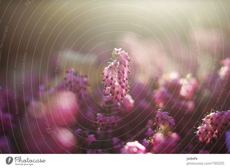 Frühlingserwachen Umwelt Natur Pflanze Schönes Wetter Blume Sträucher Park Duft schön violett Heide Heidekrautgewächse schneeheide herausragend Blüte ästhetisch