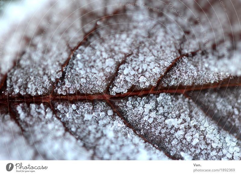Frosti Natur Pflanze Winter Eis Blatt Blattadern Garten kalt braun weiß Farbfoto Gedeckte Farben Außenaufnahme Detailaufnahme Makroaufnahme Menschenleer Tag