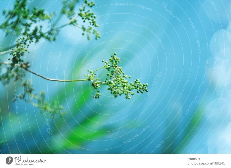 blue bayou Design harmonisch Wohlgefühl Sinnesorgane Erholung ruhig Natur Wasser Frühling Sommer Schönes Wetter Pflanze Sträucher Blatt Grünpflanze Wildpflanze