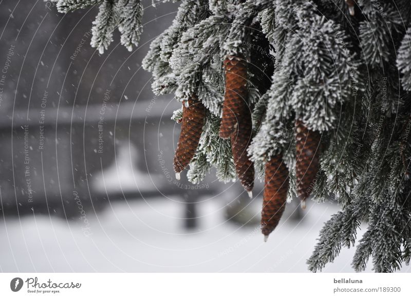 Zapfenstreich Umwelt Natur Pflanze Winter Klima Schönes Wetter Eis Frost Schnee Schneefall Baum Wald kalt Tannenzweig Tannennadel Farbfoto Gedeckte Farben