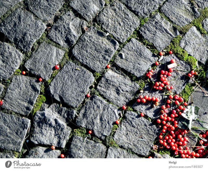 grau-rot Umwelt Winter Schönes Wetter Straße Stein liegen ästhetisch klein natürlich grün bizarr Wege & Pfade Pflastersteine Kopfsteinpflaster Straßenbelag Fuge