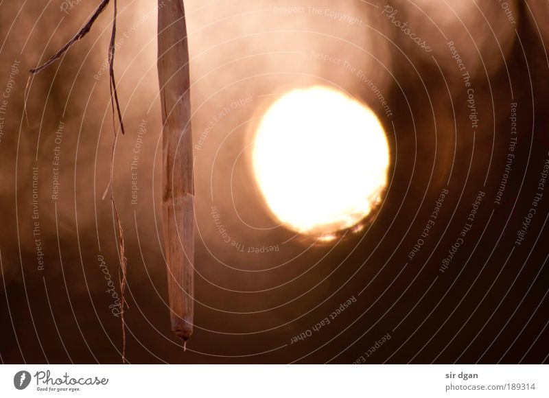 eine unheimliche begegnung harmonisch Erholung Ausflug Sonne Kunst Natur Sonnenaufgang Sonnenuntergang Winter Nebel Baum Gras Flussufer Stadtrand Holz