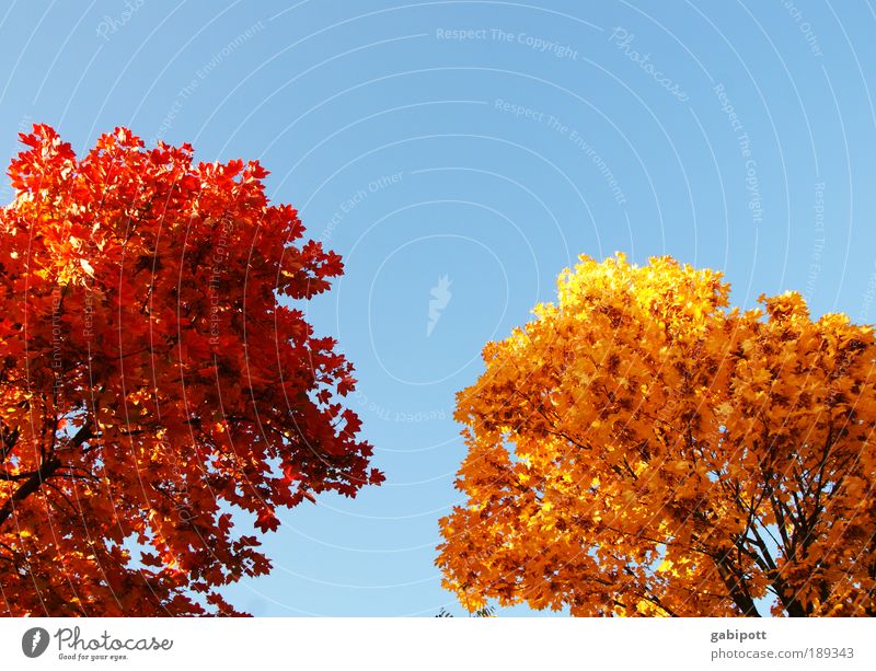 Toner nachgefüllt Umwelt Natur Landschaft Himmel Herbst Schönes Wetter Pflanze Baum Blatt Laubwald Baumstamm Blätterdach Herbstfärbung Erholung blau braun