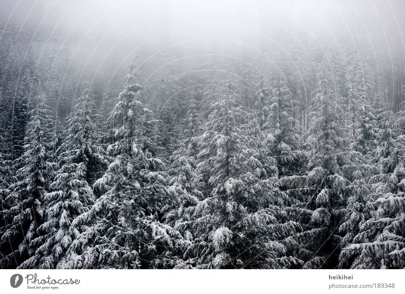 S C H W A R Z wald Umwelt Natur Landschaft Pflanze Erde Winter Nebel Eis Frost Schnee Baum Wald Berge u. Gebirge kalt grau schwarz weiß Farbfoto Gedeckte Farben