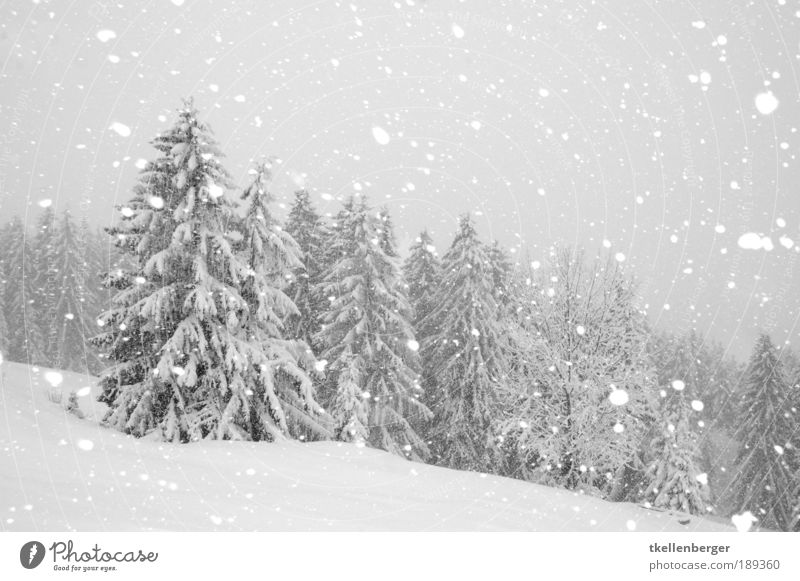 der Fall des Winters Umwelt Natur Luft Wasser Wolken Klima schlechtes Wetter Wind Sturm Eis Frost Schnee Schneefall Pflanze Baum Wald Holz frieren kalt ruhig