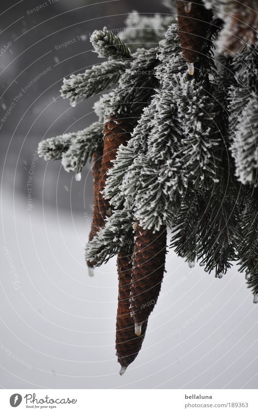 O'zapft is! - Für Johns bayrische Seele! :-)) Umwelt Natur Pflanze Wassertropfen Winter Klima Wetter Schönes Wetter Eis Frost Schnee Schneefall Baum Wildpflanze