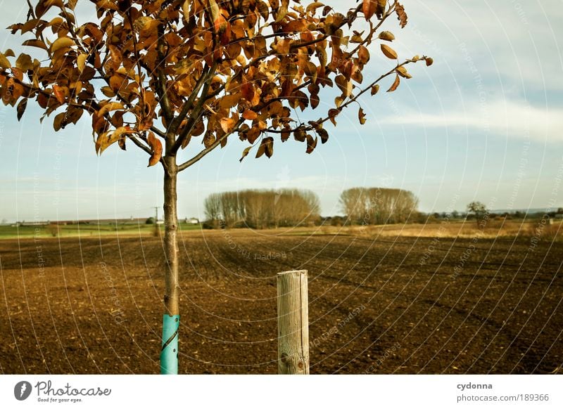 Landliebe harmonisch Zufriedenheit Erholung ruhig Ferne Landwirtschaft Forstwirtschaft Umwelt Natur Landschaft Himmel Herbst Baum Feld Erfahrung Leben planen