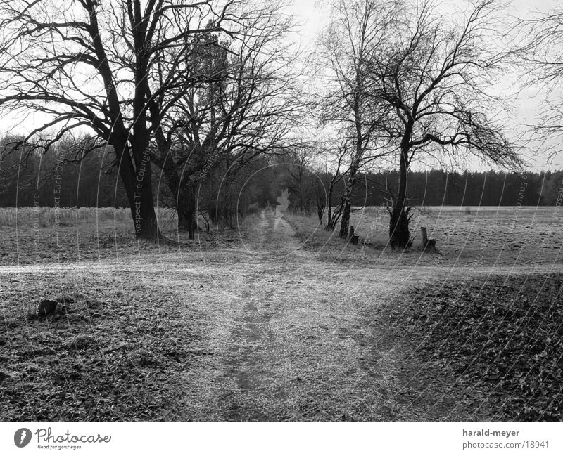 Auf dem Weg Winter Baum Wege & Pfade Schwarzweißfoto Mischung