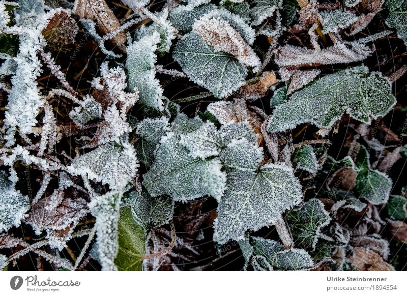 Raureif 3 Umwelt Natur Pflanze Erde Winter Wetter Eis Frost Blatt Garten Park Wiese frieren glänzend liegen dehydrieren Wachstum kalt natürlich grün Eiskristall