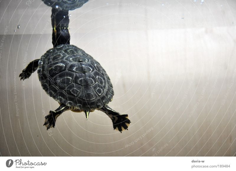 schmuckschildkröte 3 ästhetisch exotisch Schildkröte Wasserschildkröte Aquarium Streifen gelb Im Wasser treiben Wasseroberfläche atmen schön Haustier