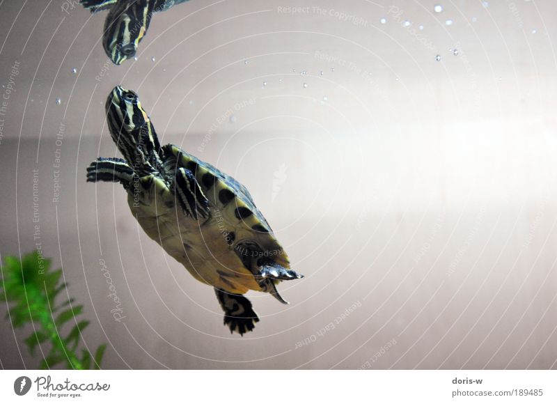 schmuckschildkröte 4 ästhetisch exotisch Schildkröte Wasserschildkröte Aquarium Streifen gelb grün Im Wasser treiben Wasseroberfläche atmen schön Haustier